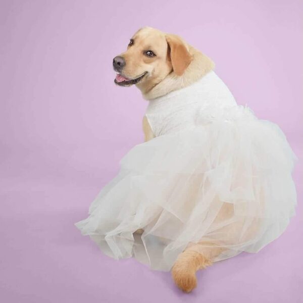 White Cinderella Fancy Dress For Cats & Dogs