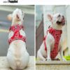 True Love Adjustable Control Cotton Floral Pet Harness Poppy Red Model