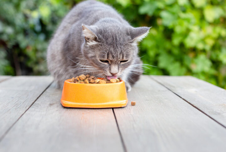 10 Pro Tips: The Ultimate Guide to Choosing the Best Cat Food
