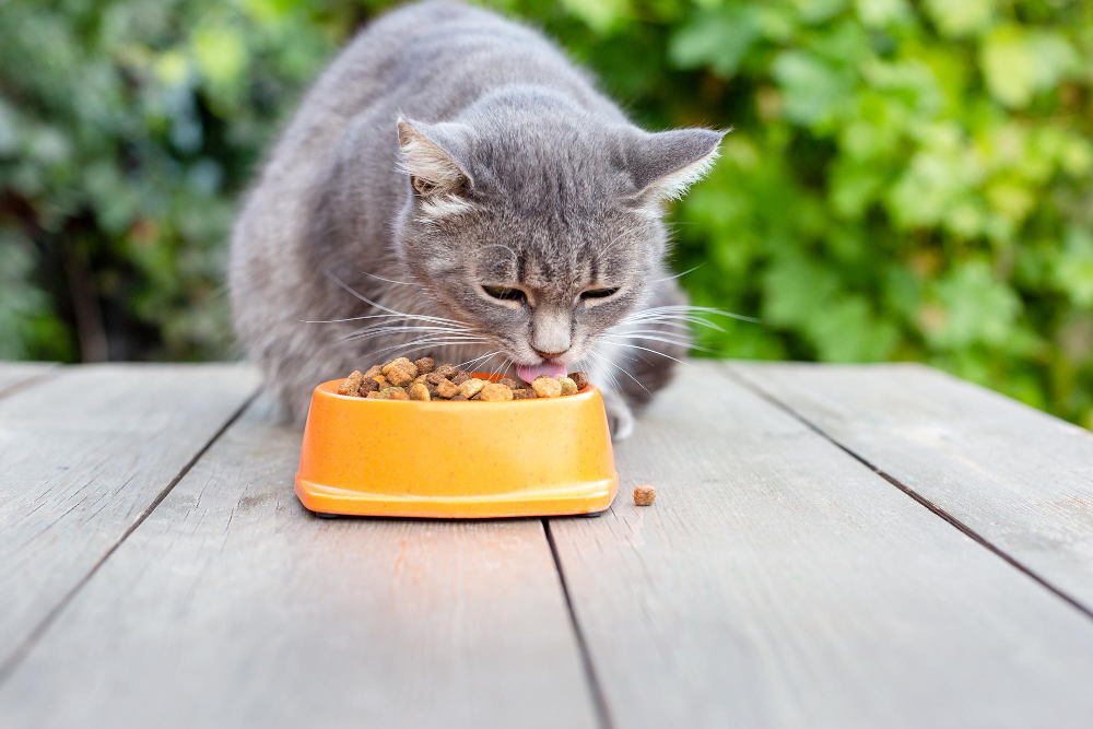 Cat Eats dry food