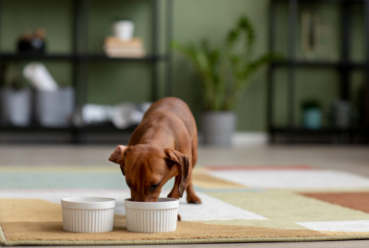 Things to Keep in Mind While Selecting the Best Dog Food