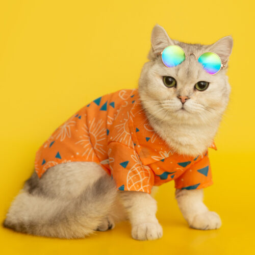 Dress to Impress: A Guide to Different Clothes for Your Cat