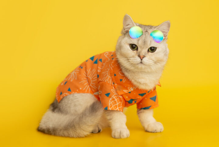 Dress to Impress: A Guide to Different Clothes for Your Cat