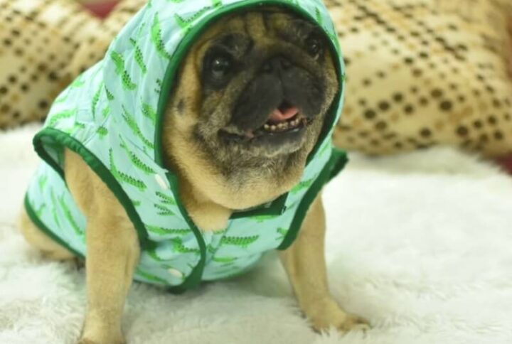 Furvilla Alligator Quilted Dog Winter Hoodie Front