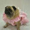 Furvilla Baby Pink Summer Frock Model 1