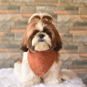 Furvilla Brick Color Brocade Festive Bandana Model