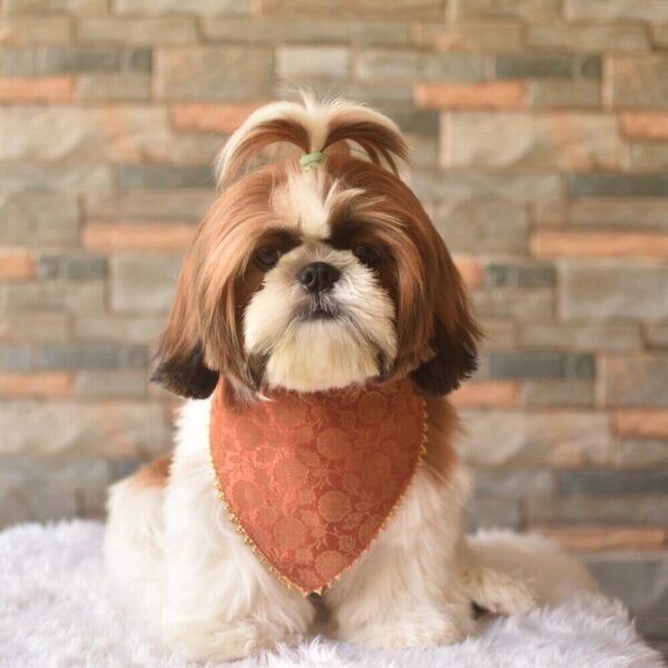 Furvilla Brick Color Brocade Festive Bandana Model