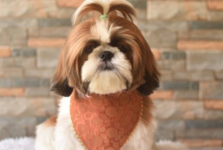 Furvilla Brick Color Brocade Festive Bandana Model