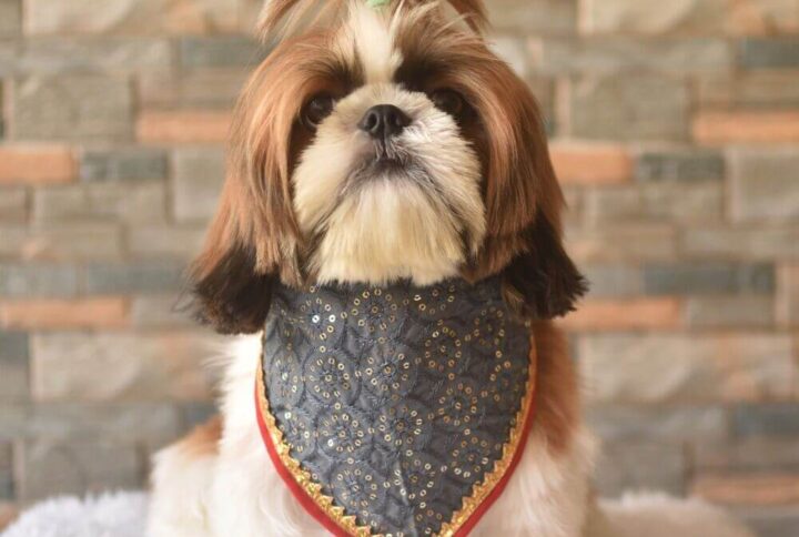 Furvilla Grey Red Georgette Festive Bandana Model