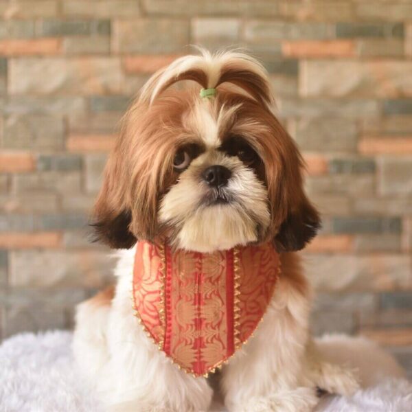 Furvilla Red Color Brocade Festive Bandana