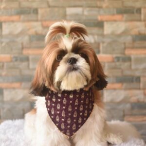 Furvilla Wine Color Georgette Festive wear Bandana Model