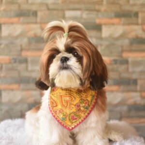 Furvilla Yellow Raw Silk Bandana Model