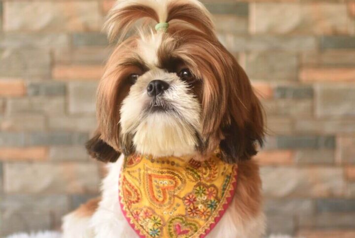 Furvilla Yellow Raw Silk Festive Bandana Model