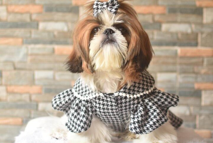 Furvilla Black White Houndstooth Dress Front