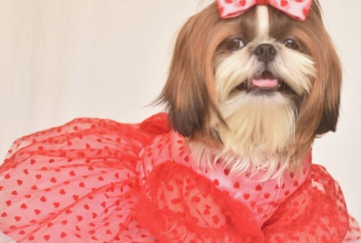 Furvilla Red Pink Dog Valentine Dress Face