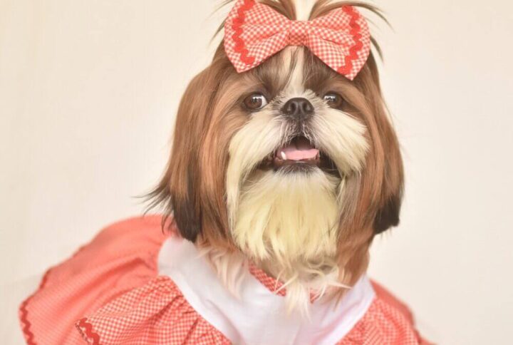 Furvilla Exclusive Red White Valentine Dog Dress