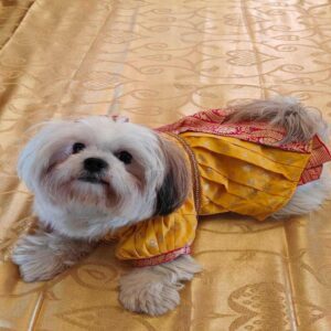 Furvilla Yellow Pink Pattu Sarees for Dogs Cats Model