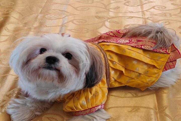 Furvilla Yellow Pink Pattu Sarees for Dogs Cats Model