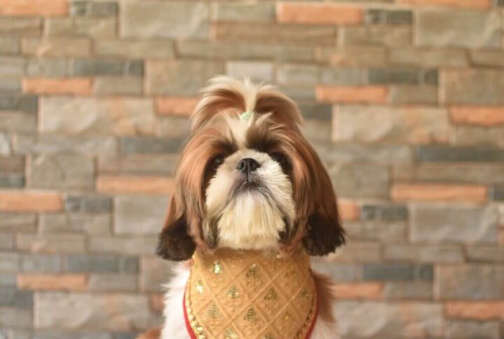 Furvilla Yellow Silk Bandana Model Front