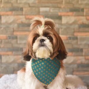 Furvilla Cyan Traditional Brocade Fabric Bandana Model