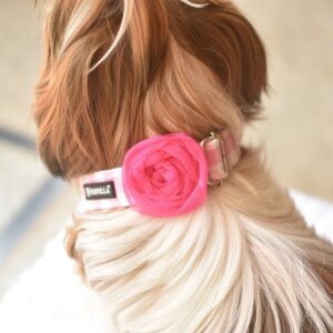 Furvilla Pink Gingham Design Collar Model