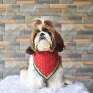Furvilla Red Georgette Fabric Designer Bandana Model