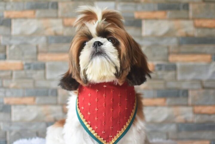 Furvilla Red Georgette Fabric Designer Bandana Model