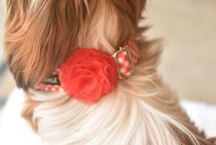 Furvilla Red Gingham Collar with Red Rose Model