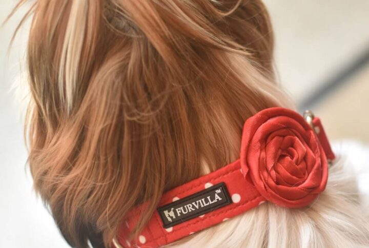 Furvilla Red Polka Dot Collar with Red Rose Model