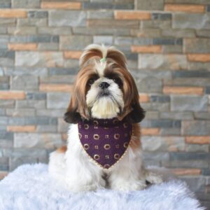 Furvilla Wine Georgette Fancy Fabric Bandana Model