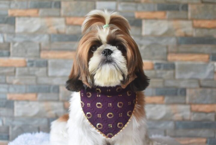 Furvilla Wine Georgette Fancy Fabric Bandana Model