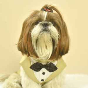 Furvilla Beige Tuxedo Party Wear Party Tuxedo Front