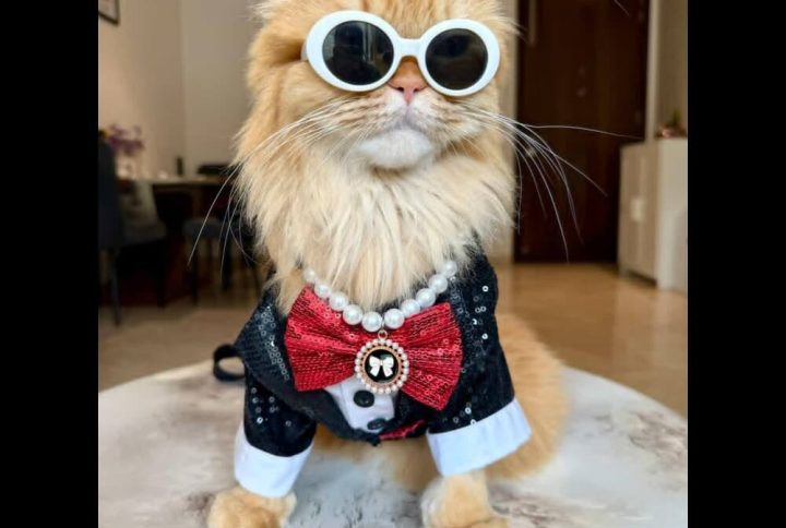 Furvilla Black White Sequin Tuxedo Plowy