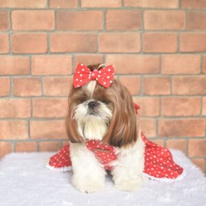 Furvilla Red White Polka Dot Casual Backless Dress Front