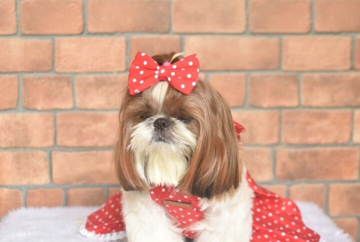 Furvilla Red White Polka Dot Casual Backless Dress Front