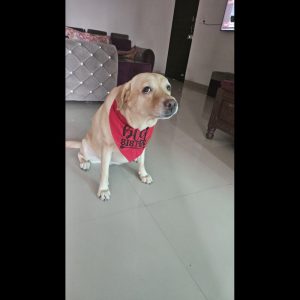 Furvilla Red Black Big Sister Bandana for Dog 1