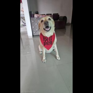 Furvilla Red Black Big Sister Bandana for Dog