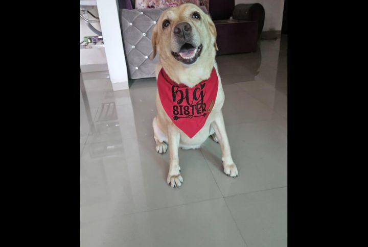 Furvilla Red Black Big Sister Bandana for Dog