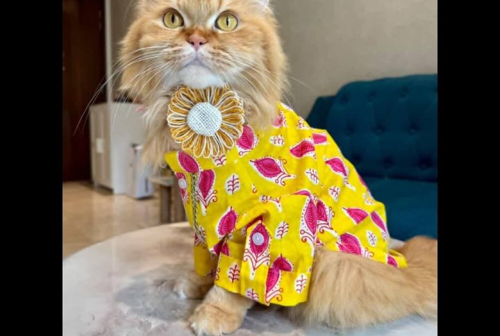 Furvilla Yellow Pet Rakhi Kurta Plowy
